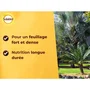 SOLABIOL Engrais pour Palmiers et Plantes Méditerranéennes - 1,5 kg - Nourrit Durablement pour un Feuillage Fort et Dense - Jusqu'à 7 Palmiers
