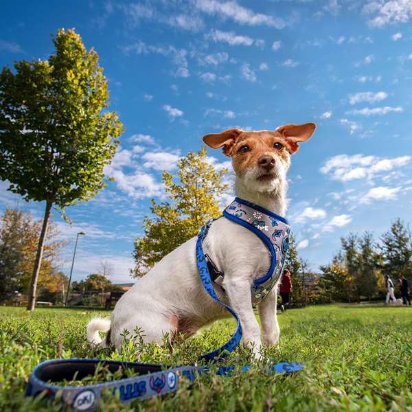 Cerdá Harnais pour chien Stitch T3S taille S/M