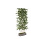 Home ESPRIT Plante décorative Bois Bambou Polyéthylène Oriental