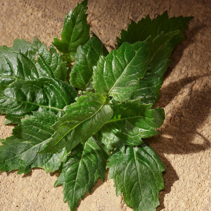 Parfum Homme D&G Devotion EDP