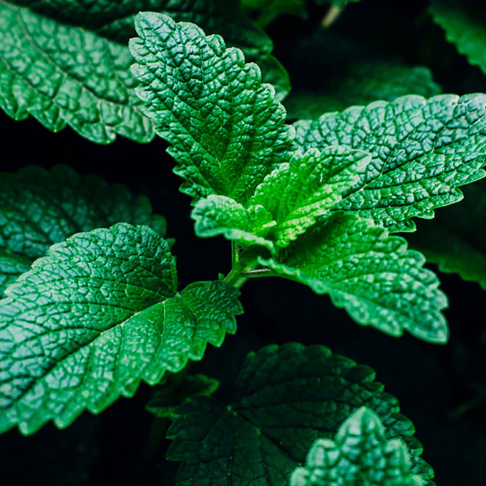 Kiehl's Crème à Raser ULTIMATE BRUSHLESS 75 ml