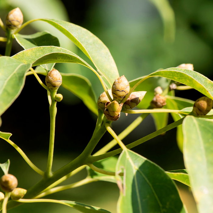 Kiehl's Crème à Raser ULTIMATE BRUSHLESS 75 ml