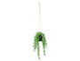 Ibergarden Plante Feuille Fendue à Suspendre Moyenne 27x36x17 cm Vert/Noir (Set de 12)