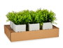 Ibergarden Plante Artificielle en Ciment Blanc 13x18x13 cm (Set de 12)