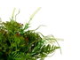 Ibergarden Copa plastique classique avec plantes vertes petite 34x39x34 cm (Set de 6)