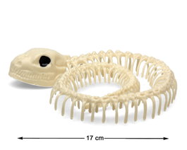 Atosa Figurine Décorative de Squelette de Serpent 17 cm