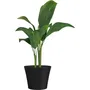 Garden Id - Pot de fleurs Green Care Sense - Noir Anthracite - 50 x 41 cm - Garantie 10 ans - 100% recyclé - Résistant UV et Gel