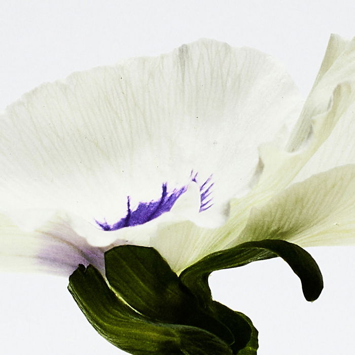 Loewe Agua Drop Eau de Parfum Vaporisateur Femme 100 ml