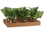 Ibergarden Plante Artificielle Verte en Pot Cuivre 26x26x26 cm Plastique et Métal (Set de 12)