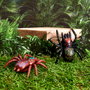 Jeux 2 momes Araña Escurridiza