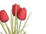 Ibergarden Plante Tulipe Pot Métal Assorti 15x31x15 cm Plastique Métal Tissu (Set de 12)
