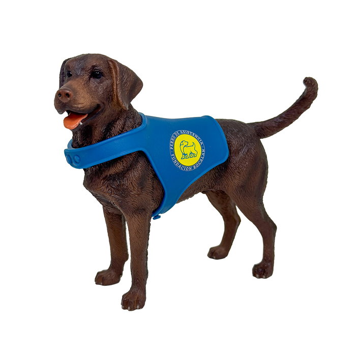 DEQUBE Labrador Retriever Chocolat avec Gilet Bocalán DEQUBE Labrador Retriever Chocolat avec Gilet Bocalán
