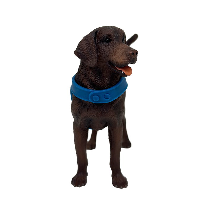 DEQUBE Labrador Retriever Chocolat avec Gilet Bocalán DEQUBE Labrador Retriever Chocolat avec Gilet Bocalán