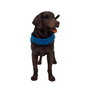 DEQUBE Labrador Retriever Chocolat avec Gilet Bocalán