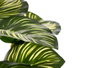 Ibergarden Pot de Plante Feuille Bicolore 19x37x19 cm Plastique et Magnésium Vert (Set de 8)