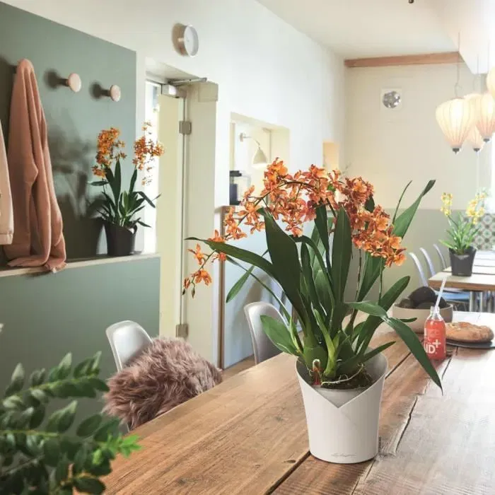 Lechuza Jardinière Orchidée All-in-One Blanc Mat - Pot pour Phalaenopsis et Dendrobium avec Système D'arrosage