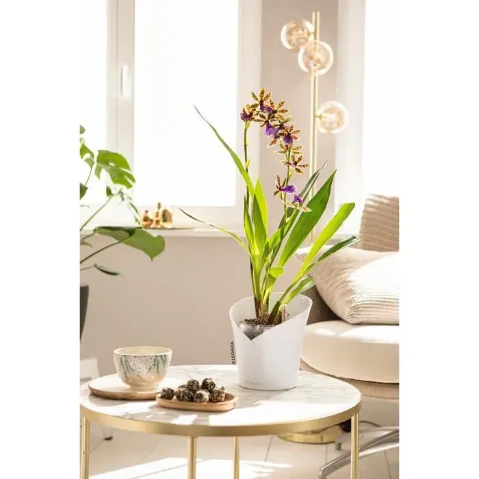 Lechuza Jardinière Orchidée All-in-One Blanc Mat - Pot pour Phalaenopsis et Dendrobium avec Système D'arrosage
