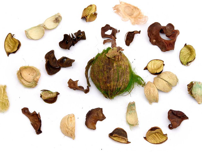 Giftdecor Popurri Jasmin 200g Feuilles Vert Naturel Boîte 12 x 28 x 10 cm (Set de 12) Giftdecor Popurri Jasmin 200g Feuilles Vert Naturel Boîte 12 x 28 x 10 cm (Set de 12)