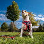Cerdá Arnés T2XS Harnais pour Chien Mickey, Taille XS/S, Noir