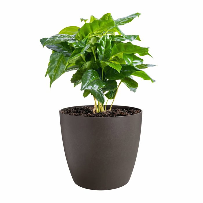 Elho Lot de 3 pots de fleurs ronds The Coffee Collection - Espresso Brun
