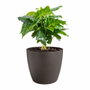 Elho Lot de 3 pots de fleurs ronds The Coffee Collection - Espresso Brun