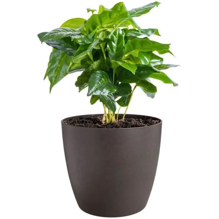 Elho The Coffee Collection - Lot de 3 pots de fleurs ronds en marc de café recyclé - Couleur espresso - Ø14xH12,6cm, Ø16xH14,7cm, Ø18xH16,8cm - 7 litres