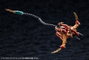 Arcanadea Plastic Model Kit XenoAlma Blaze Ophis 26 cm