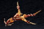 Arcanadea Plastic Model Kit XenoAlma Blaze Ophis 26 cm