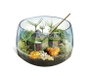 Clementoni - Coffret de jeu Terrarium Harry Potter - Reproduction de la cabane de Hagrid - Écosystème miniature avec plâtre, moules et graines