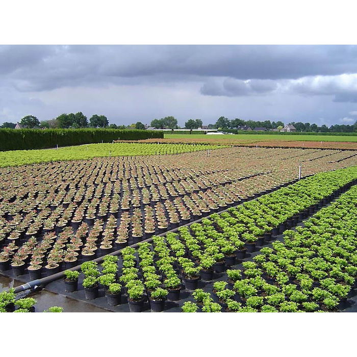 Maille de dissimulation Faura Noir