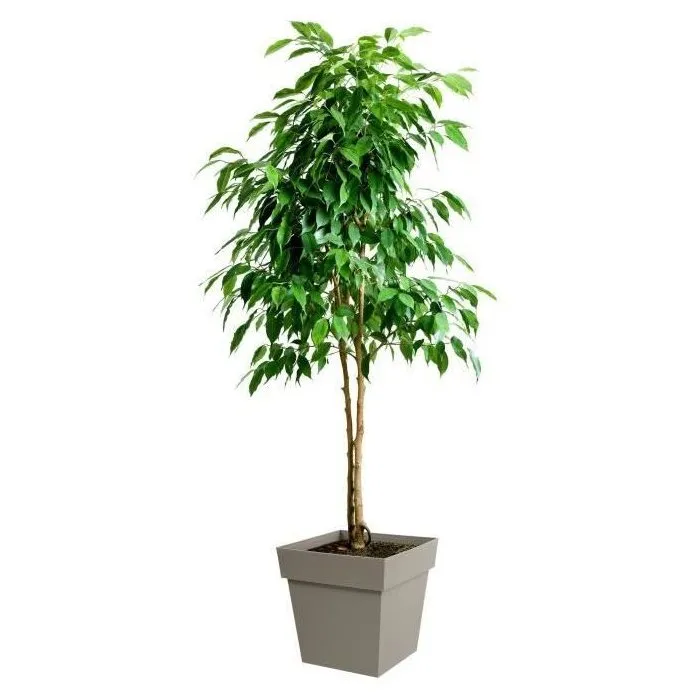 EDA Toscane Pot de fleurs carré, 38 L, 40 cm, couleur taupe, anti-UV, résistant au gel et aux intempéries, garantie 7 ans EDA Toscane Pot de fleurs carré, 38 L, 40 cm, couleur taupe, anti-UV, résistant au gel et aux intempéries, garantie 7 ans