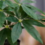 Day Planta Artificial Castaña Agua Verte