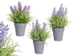 IBERGARDEN Maceta Lavanda Surt 3 (Lot de 24)