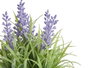 IBERGARDEN Maceta Lavanda Surt 3 (Lot de 24)