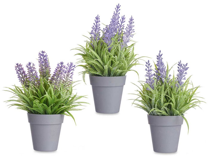IBERGARDEN Maceta Lavanda Surt 3 (Lot de 24)