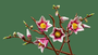 Lego Botanicals Ramas Magnolia - Set de Décoration Floral pour Adultes, Fleurs de Magnolia Rose et Blanc, 18 Ans et Plus