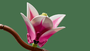 Lego Botanicals Ramas Magnolia - Set de Décoration Floral pour Adultes, Fleurs de Magnolia Rose et Blanc, 18 Ans et Plus