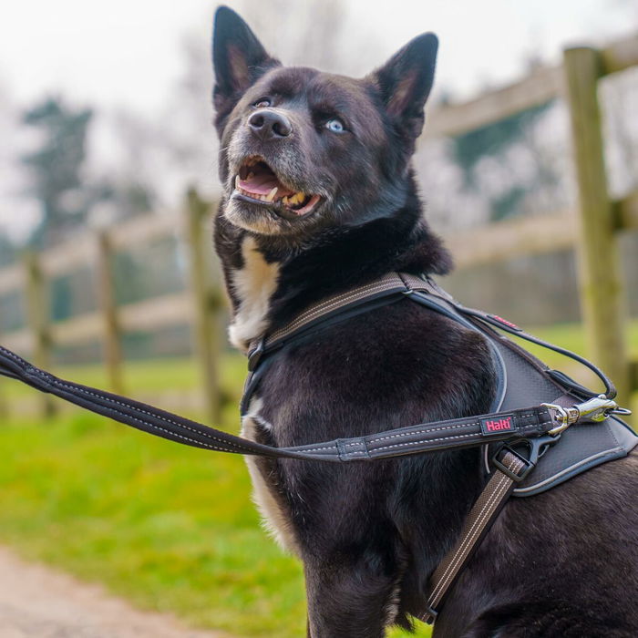 Sangle d'entraînement Company of Animals HALTI BRIG SAFETY Noir