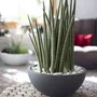 Eda - Graphit Up - Pot de Fleurs ou Jardinière Ø 40 cm - Résistant au Gel et aux UV - 14,9 Litres - Pour Intérieur et Extérieur - Gris Anthracite - H. 16,5 cm