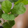 Day Plante artificielle figuier H.40 cm