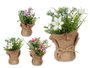 IBERGARDEN Planta Saco Flores Mediana Surt 3 Colores