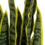 BigBuy Home Plante décorative Caoutchouc polypropylène 20 x 20 x 80 cm