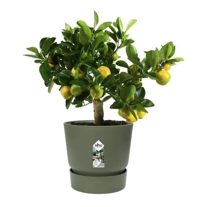 Elho Pot de fleurs rond extérieur Greenville 30, Ø 29.5 x H 27.8 cm, vert feuille, plastique recyclé résistant au gel avec réservoir d'eau Elho Pot de fleurs rond extérieur Greenville 30, Ø 29.5 x H 27.8 cm, vert feuille, plastique recyclé résistant au gel avec réservoir d'eau