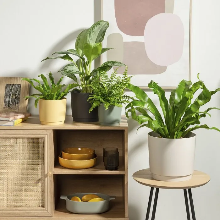 Deroma 236 Pot de fleurs rond 13 litres, diametre 29 cm, jaune, design elegant pour interieur et exterieur Deroma 236 Pot de fleurs rond 13 litres, diametre 29 cm, jaune, design elegant pour interieur et exterieur