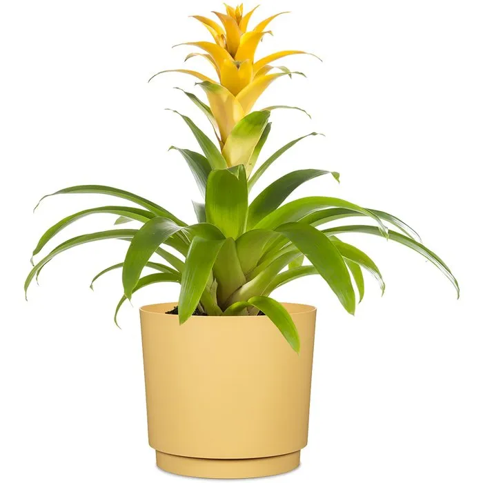 Deroma 236 Pot de fleurs rond 13 litres, diametre 29 cm, jaune, design elegant pour interieur et exterieur Deroma 236 Pot de fleurs rond 13 litres, diametre 29 cm, jaune, design elegant pour interieur et exterieur