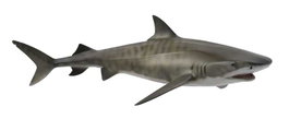 COLLECTA Requin Tigre - Taille L