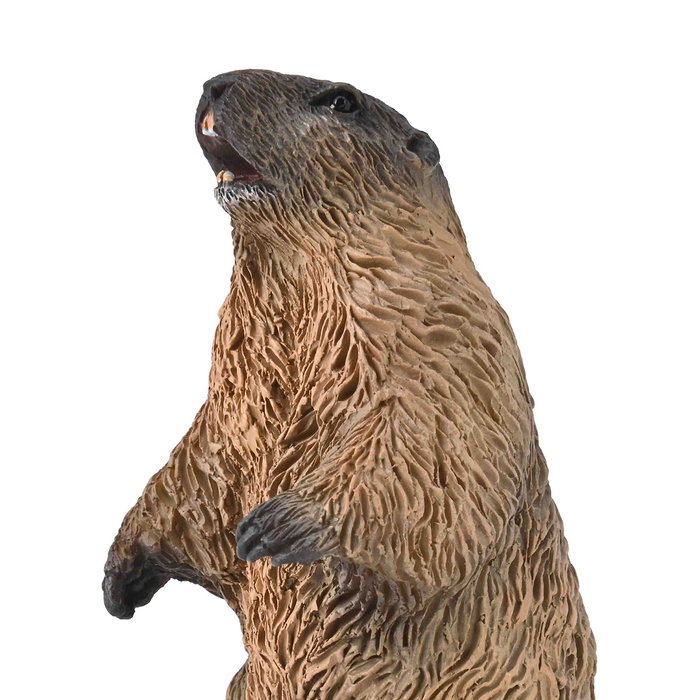 COLLECTA Marmota S-80044 COLLECTA Marmota S-80044