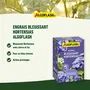 Algoflash Naturasol Engrais Bleuissant pour Hortensias Action Prolongée 800g - Riche en Fer - Utilisable en Agriculture Biologique