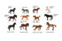 COLLECTA Box de chevaux minis