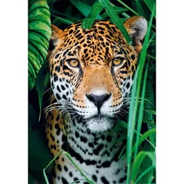 Clementoni Puzzle 500 pièces avec poster - Jaguar dans la jungle, puzzle adulte et enfant à partir de 10 ans, dimensions 49 x 36 cm
